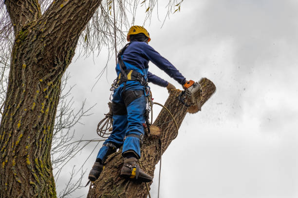 Best Storm Damage Tree Cleanup  in Boutte, LA